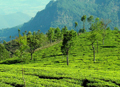 KETTI, GREEN PLATEAU, COONOOR